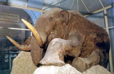 Березовский мамонт (чучело)